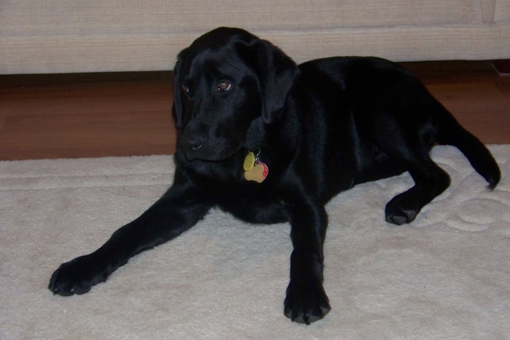 Flint_Dog 2008 073.jpg